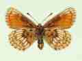 Melitaea athalia female (aberrant form sohana, verso) (Internet Image property of respective owner, non-commercial use only)